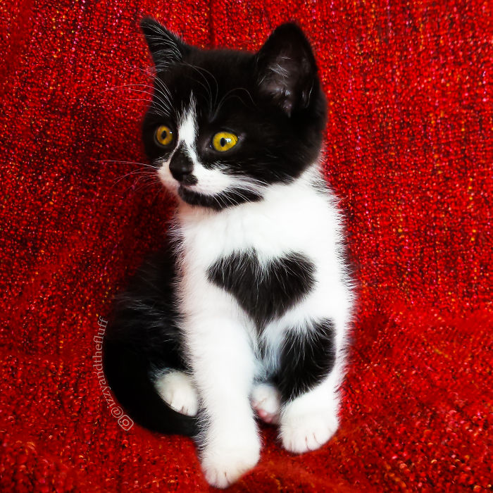 Meet-Zo-the-cat-who-literally-wears-her-heart-on-her-chest-585dd819adb08__700