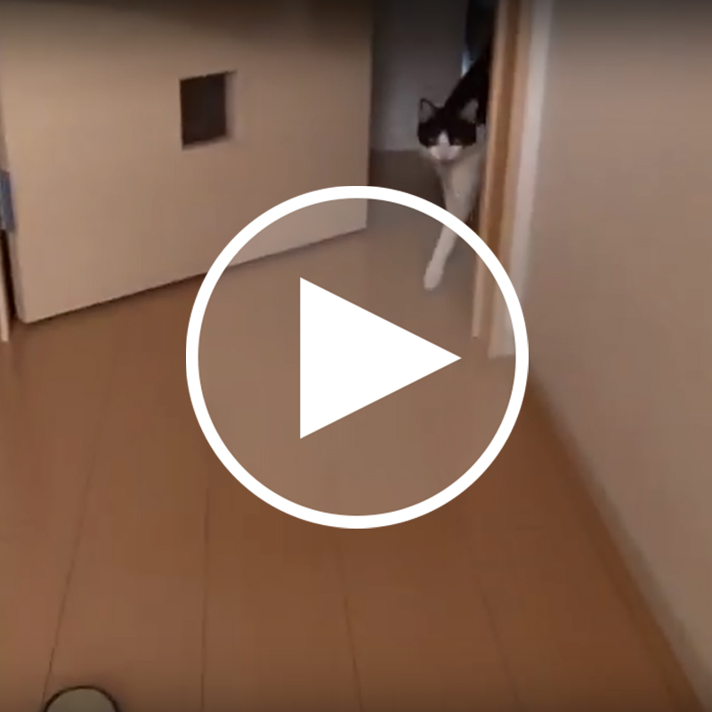 癒し動画 玄関を開けたら 秒で迎えにくる猫がかわいすぎるｗｗｗ 猫の総合情報サイト ペットスマイルニュースforネコちゃん