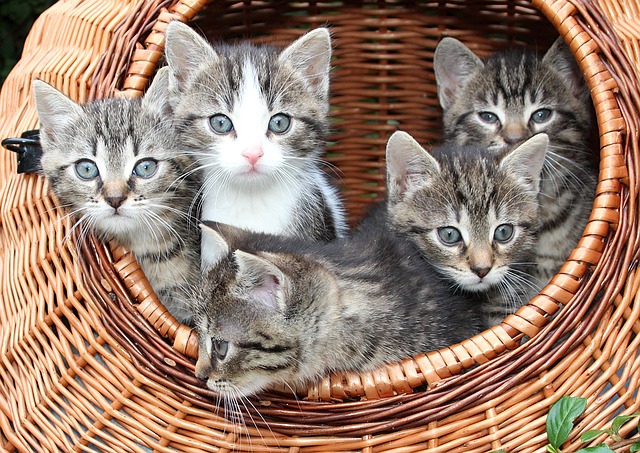子猫 毛色