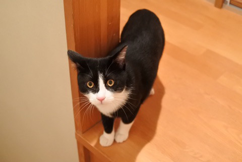 猫 名前 覚える