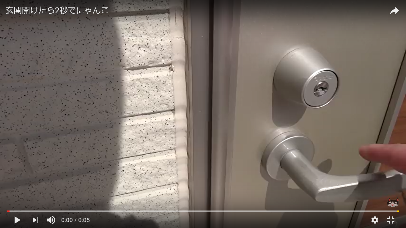 猫 玄関 癒し動画
