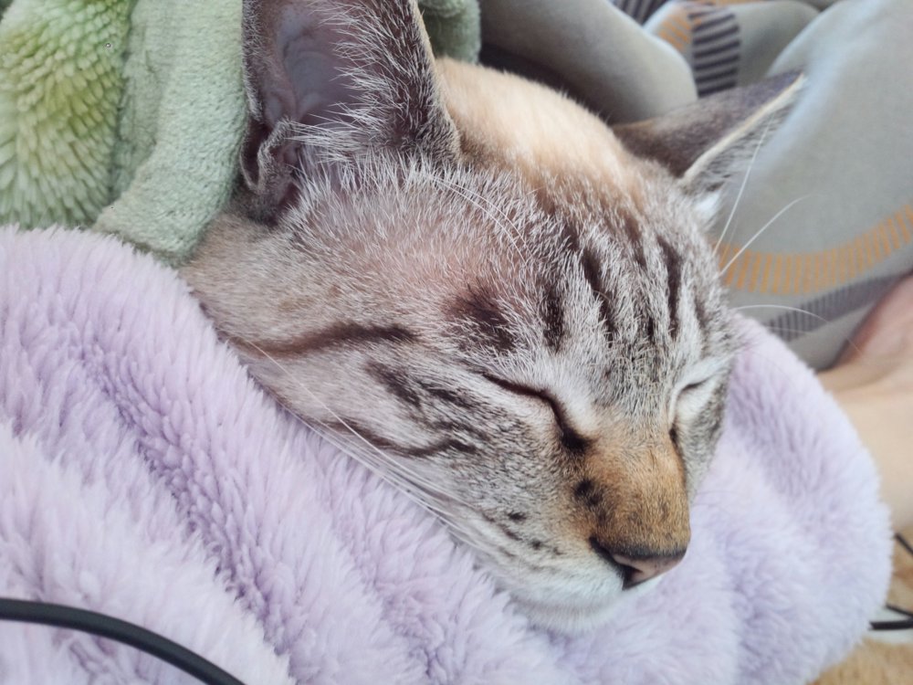 猫 運動会
