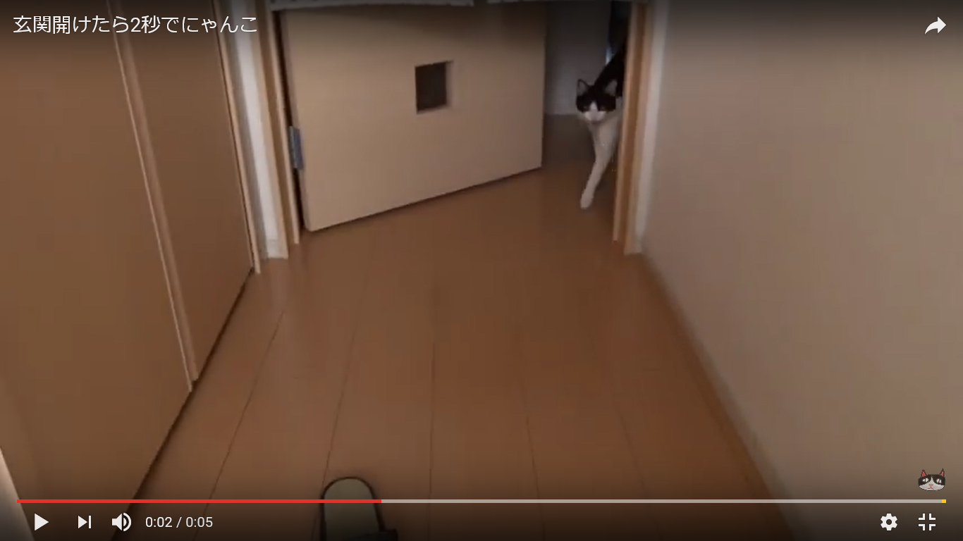 猫 玄関 癒し動画