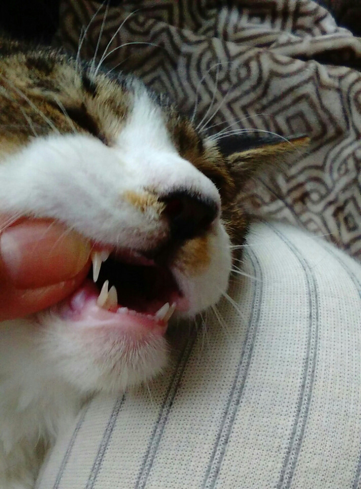 猫 歯 生え変わり