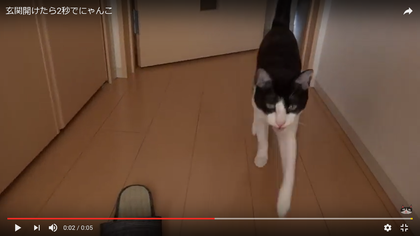 猫 玄関 癒し動画
