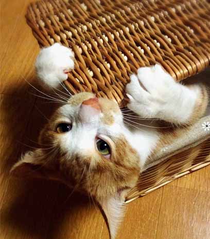 猫 歯 生え変わり