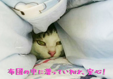 猫 運動会