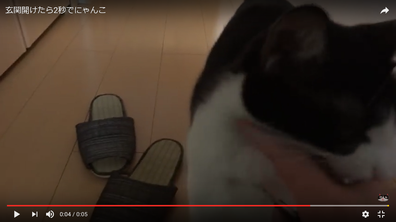 猫 玄関 癒し動画
