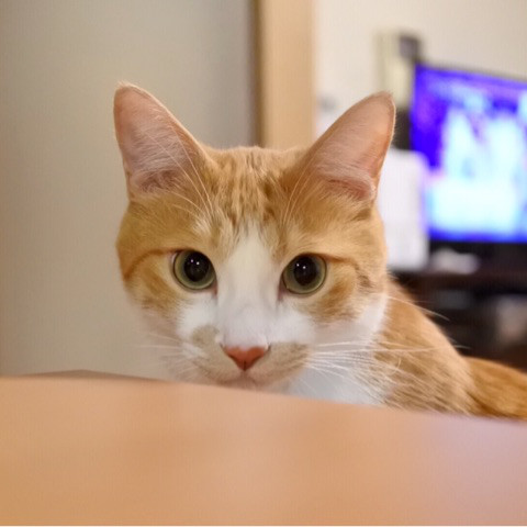 猫 名前 覚える