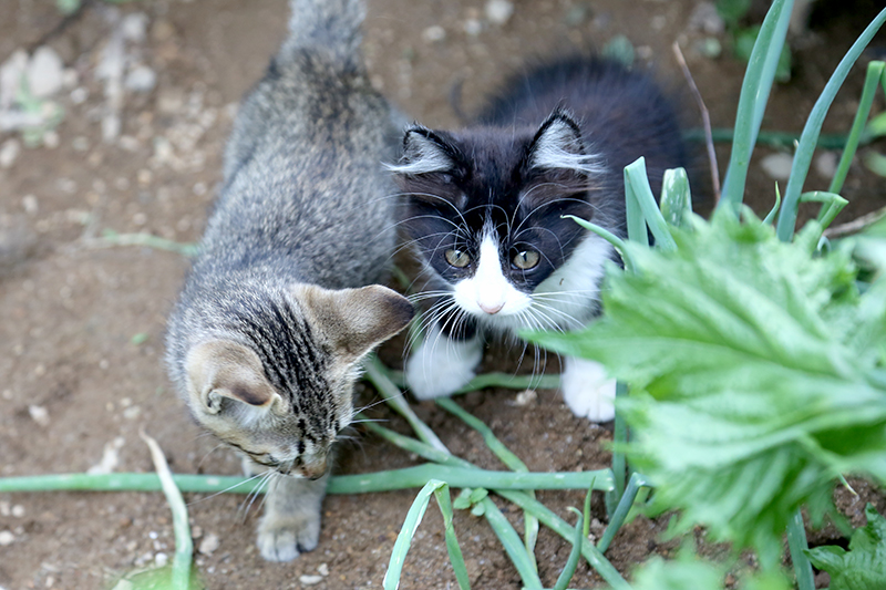 子猫 保護 病気
