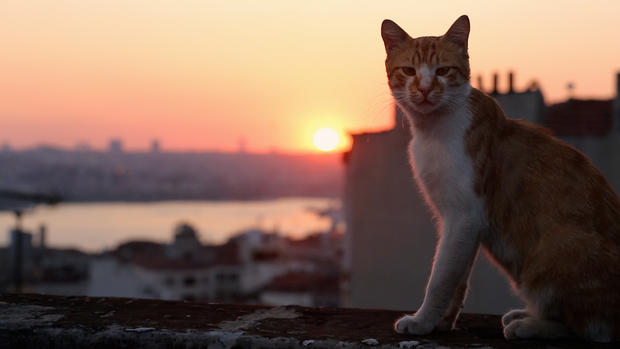 イスタンブール Kedi