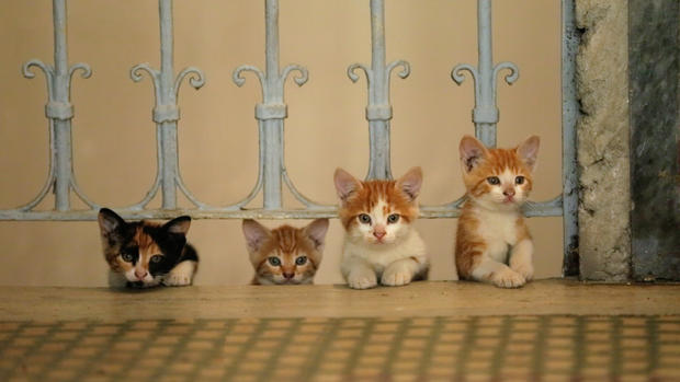 イスタンブール Kedi