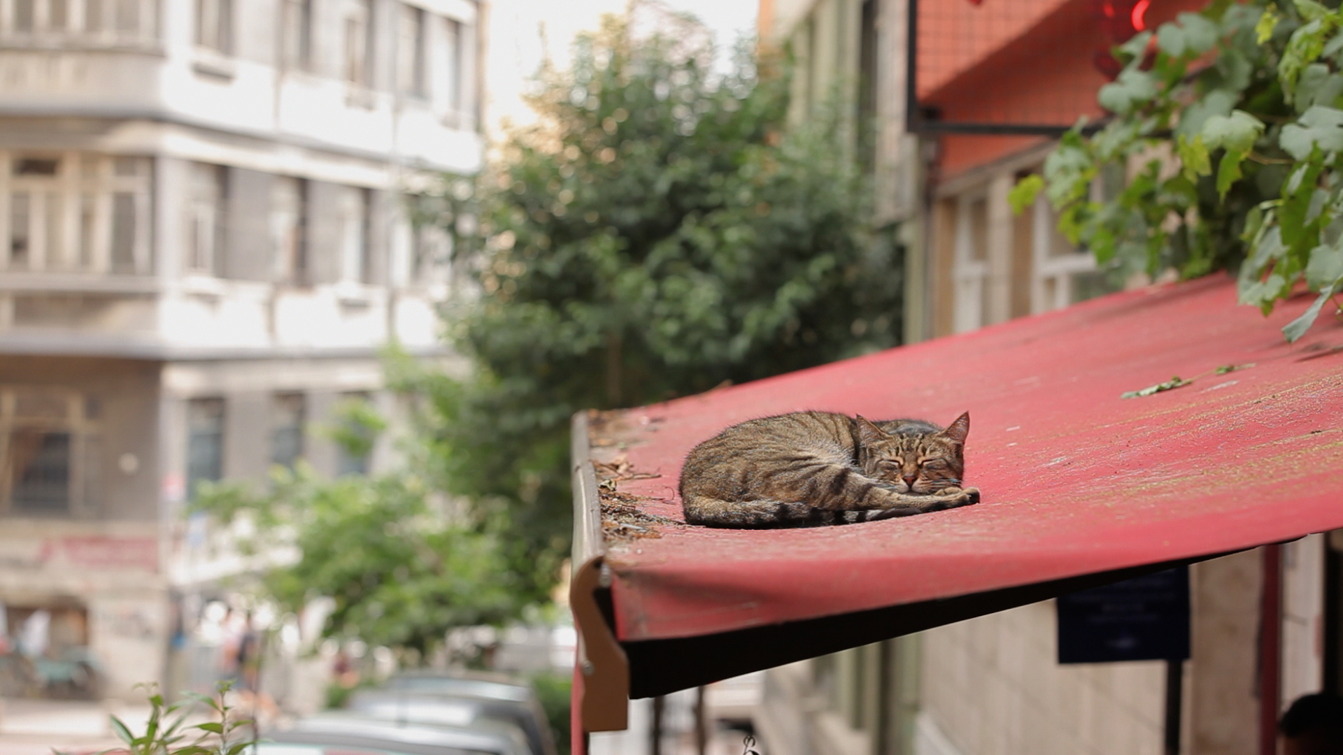 イスタンブール Kedi