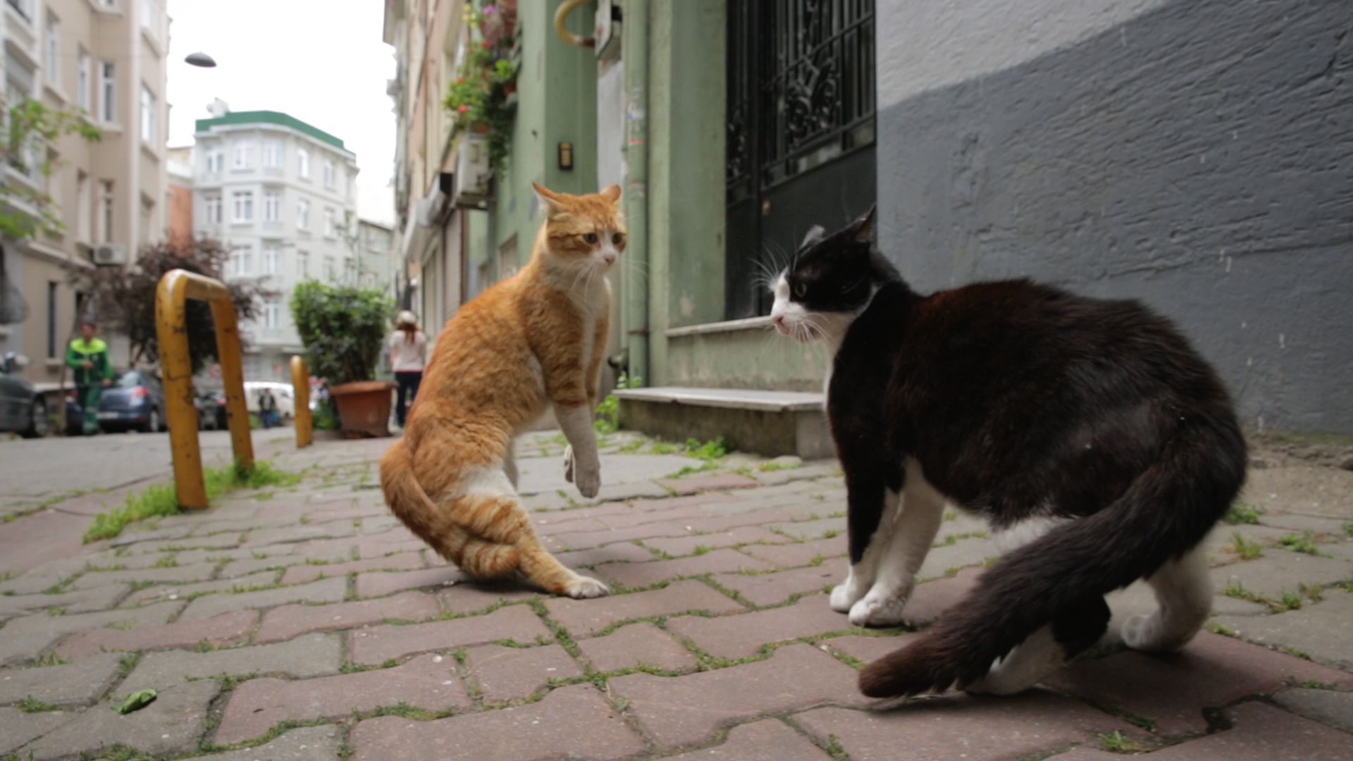 イスタンブール Kedi