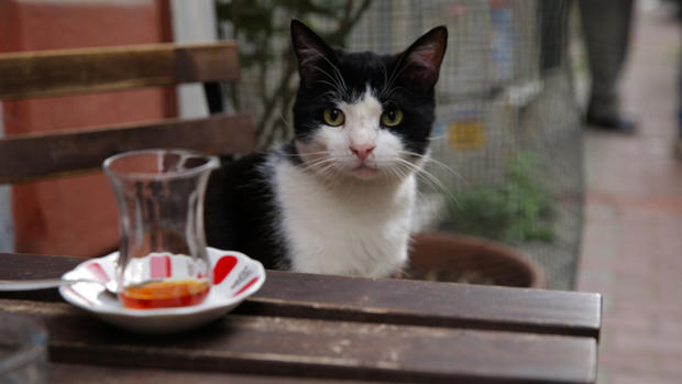 イスタンブール Kedi