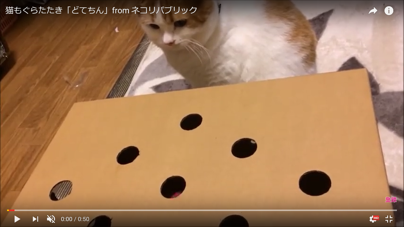 癒し動画 うぉ もぐらたたき職人にゃんこの高速パンチがかわいすぎるｗｗｗ 猫の総合情報サイト ペットスマイルニュースforネコちゃん