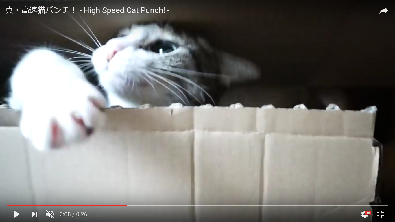 猫 癒し動画