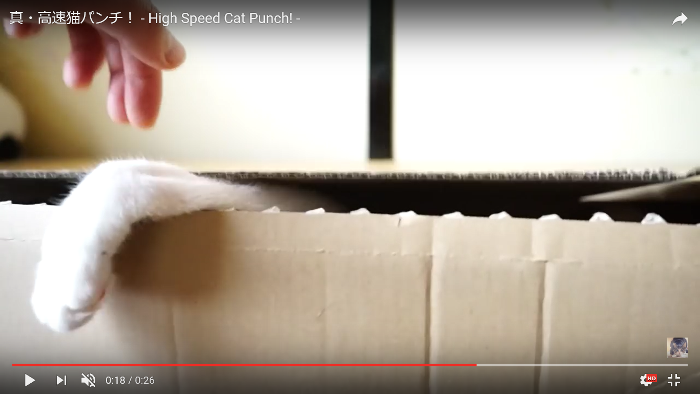 猫 癒し動画