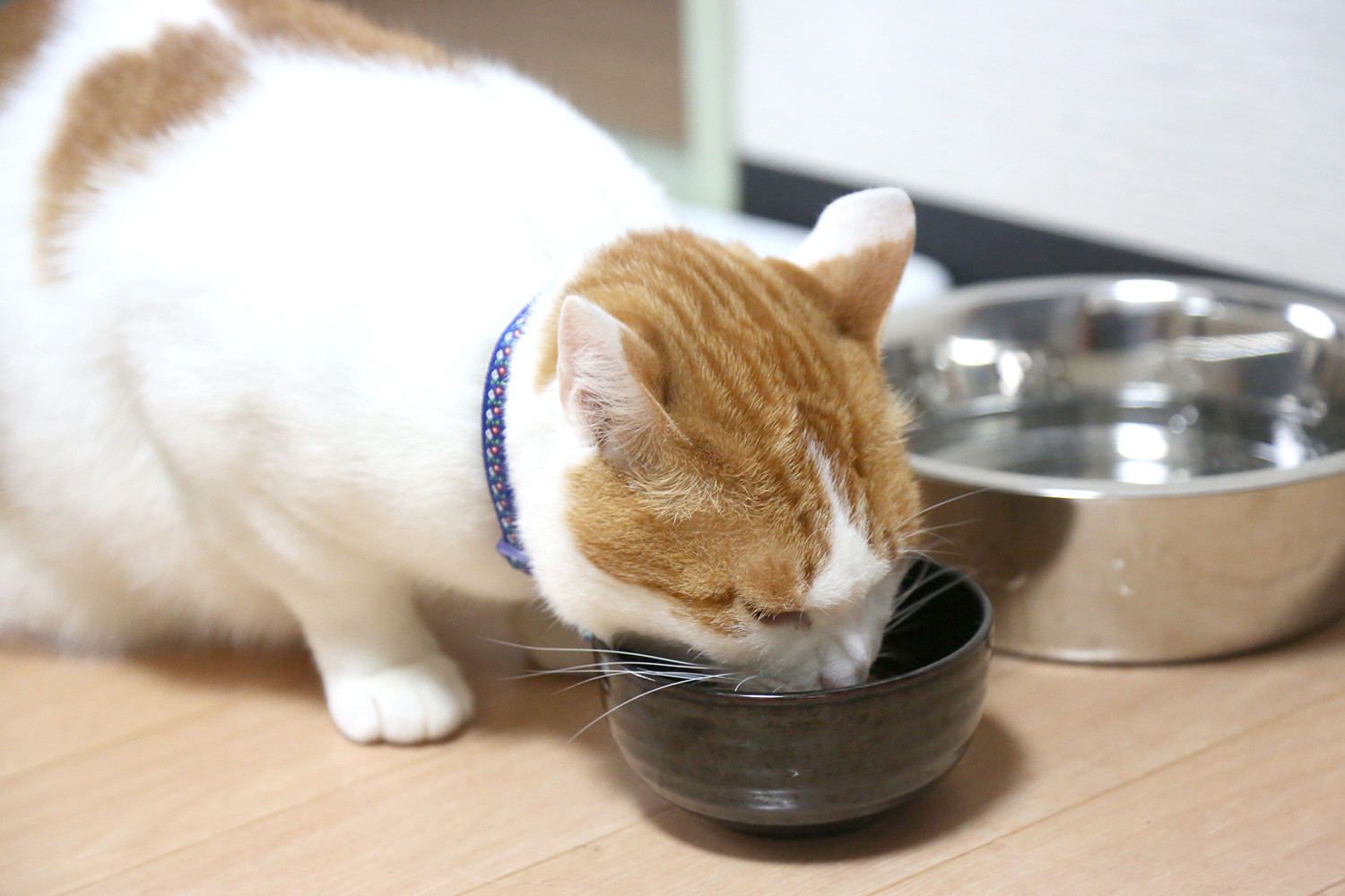 ペットシッター 資格