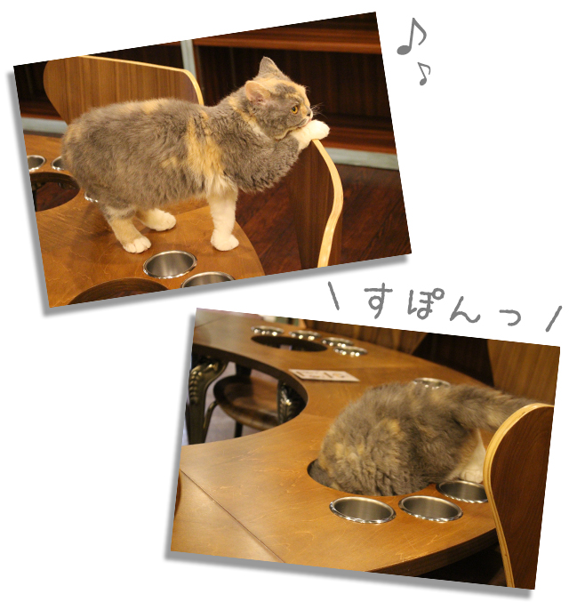 猫カフェミネット セルカークレックス