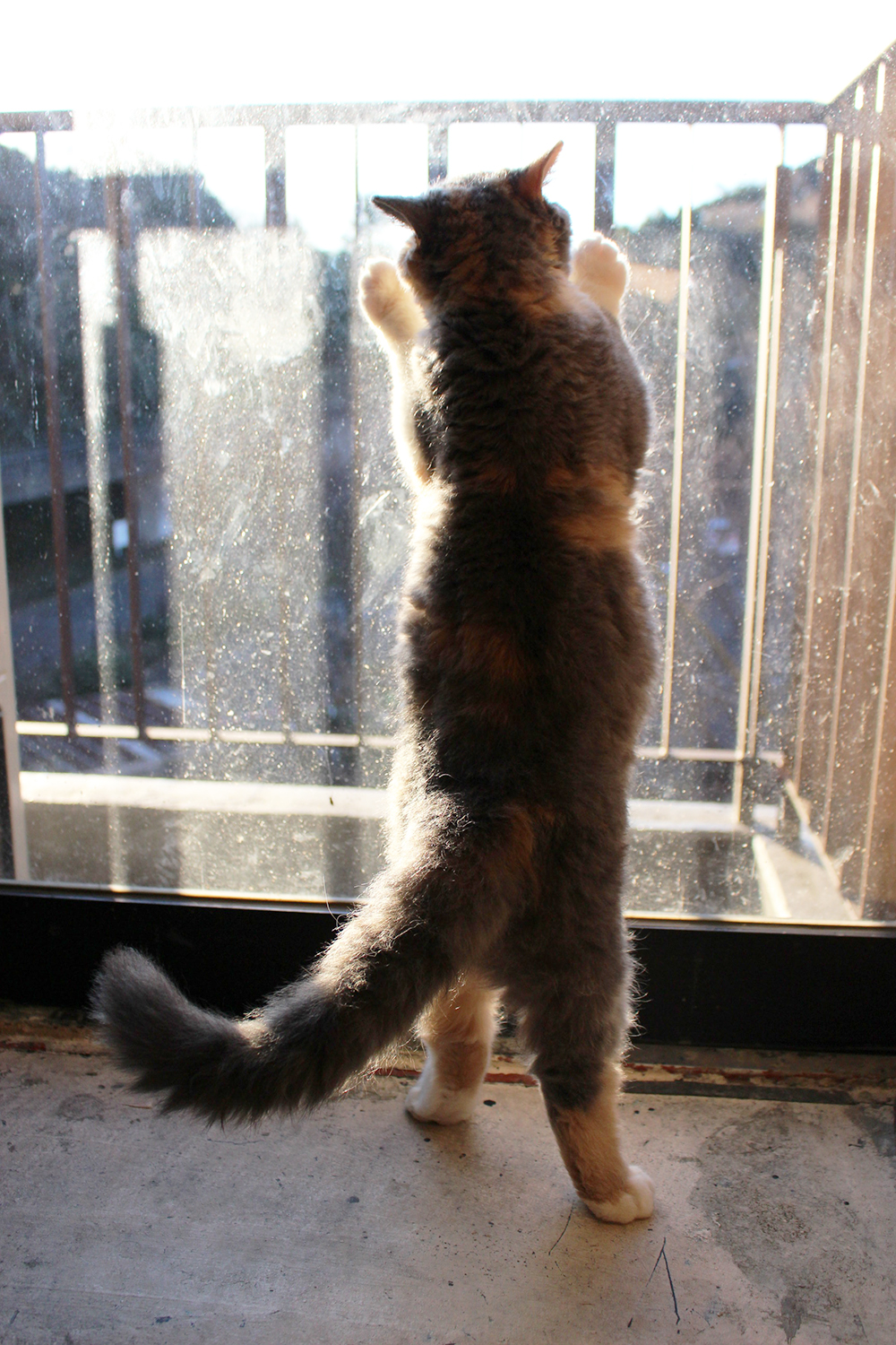 猫カフェミネット セルカークレックス