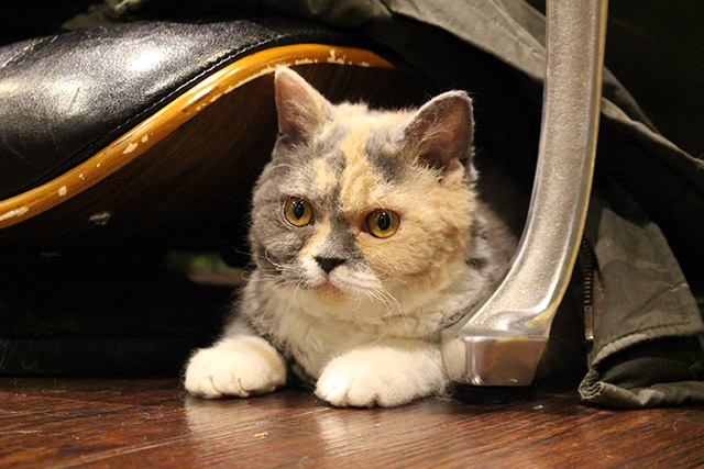 猫カフェミネット セルカークレックス