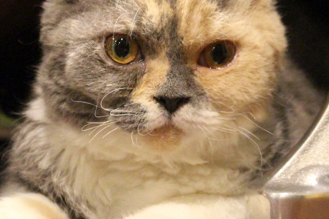 猫カフェミネット セルカークレックス