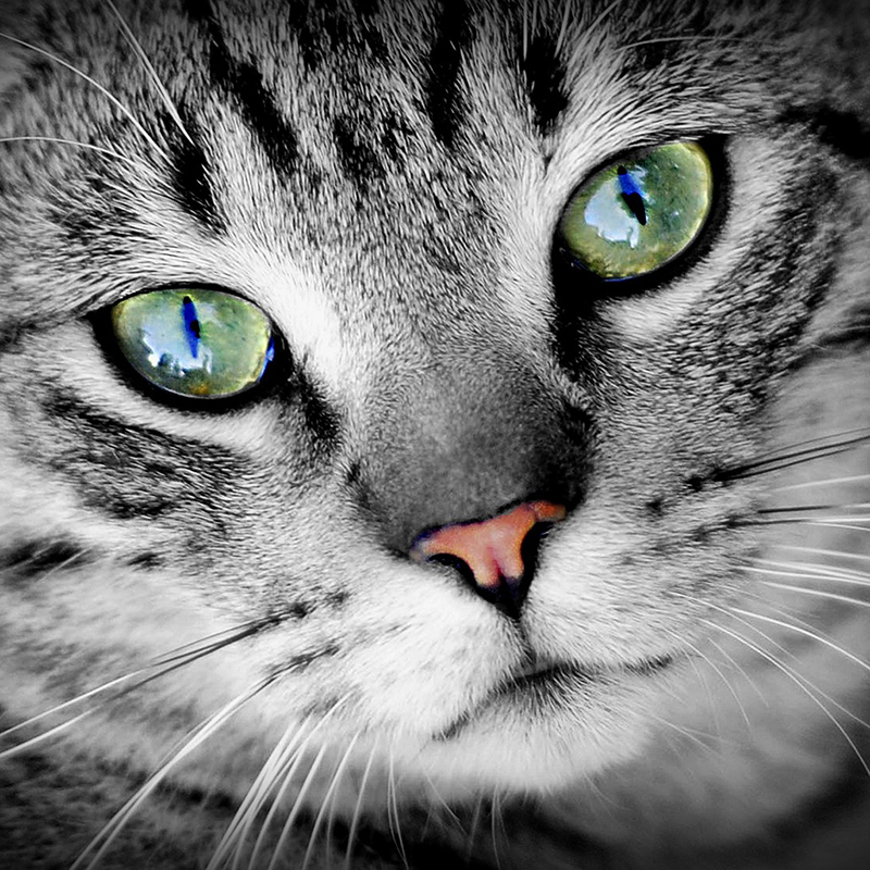 猫の目の色は何種類 目の色の決まり方と猫種別の目の特徴について