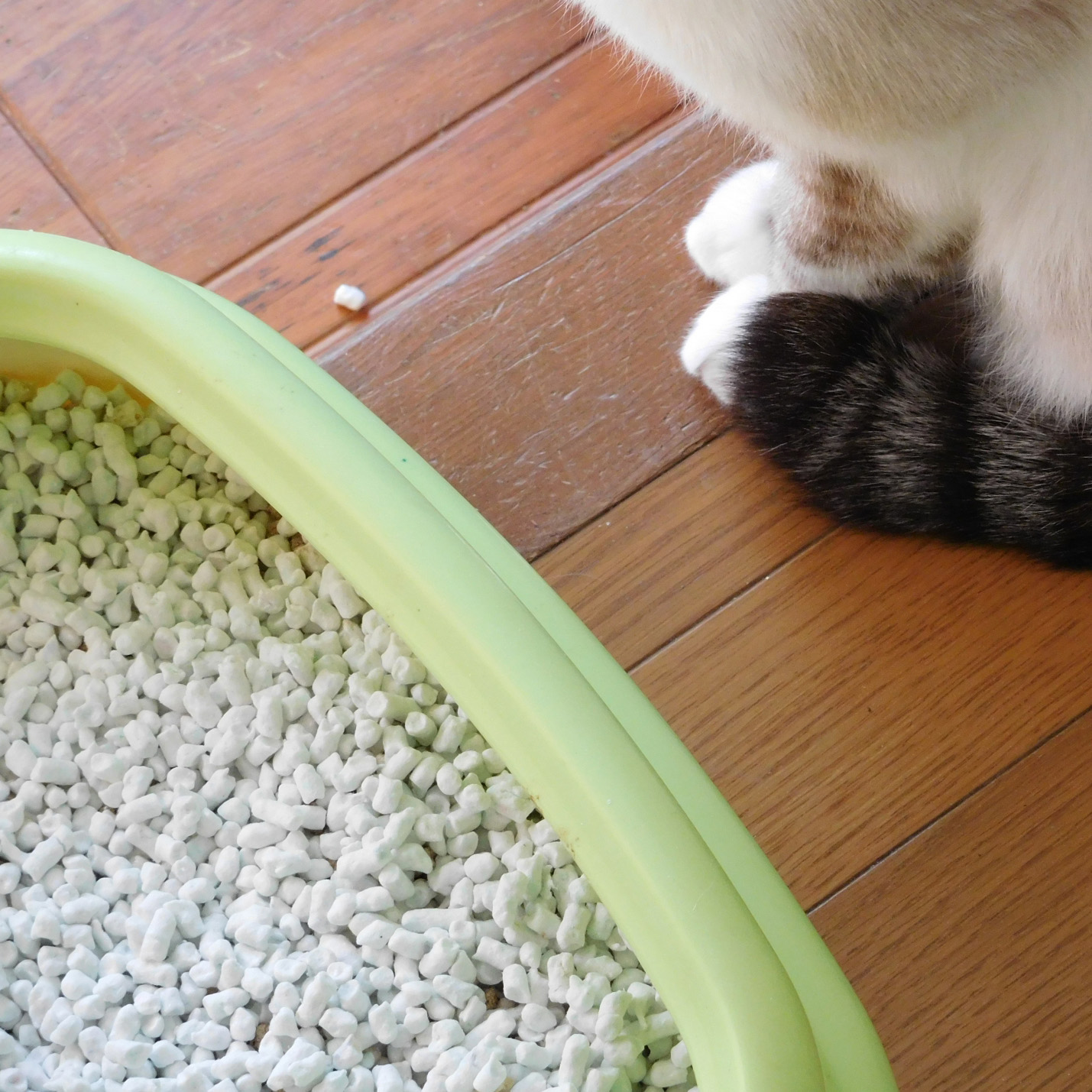 子猫 猫 砂 食べる