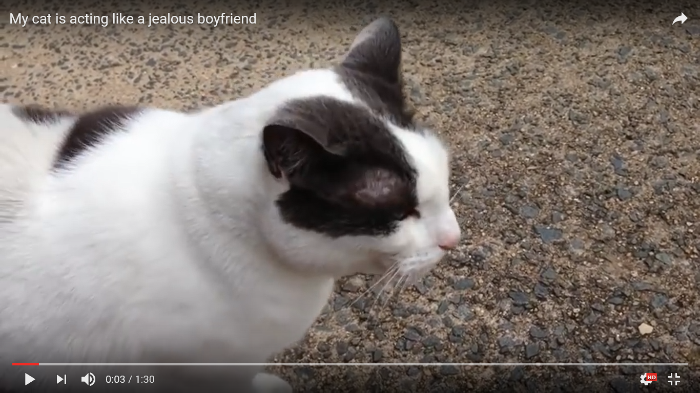 驚愕動画 おうちの外にいた猫を構っていたら 玄関から嫉妬の目で覗く飼い猫が 猫の総合情報サイト ペットスマイルニュースforネコちゃん