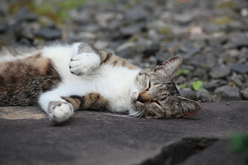 猫 寝言 いびき