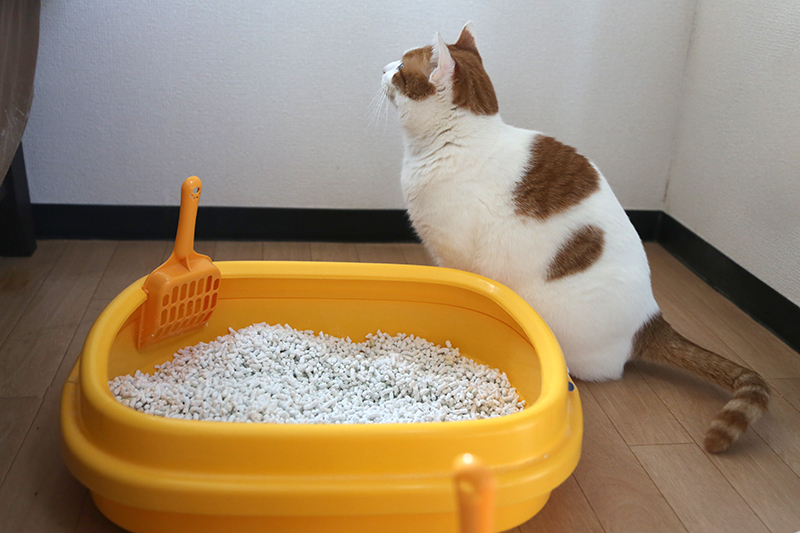 放送 プレート 規範 老 猫 トイレ 低い assistlife.jp