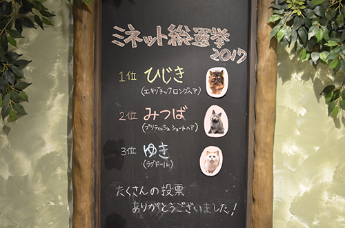 エキゾチックロングヘア 猫カフェ ミネット