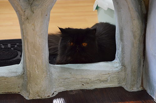 エキゾチックロングヘア 猫カフェ ミネット