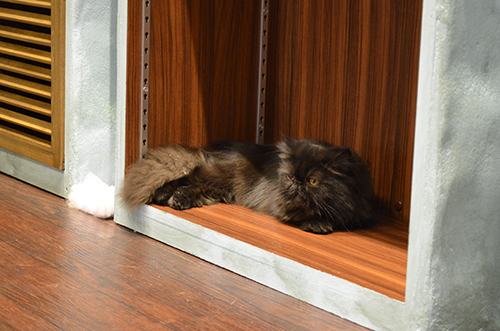 エキゾチックロングヘア 猫カフェ ミネット