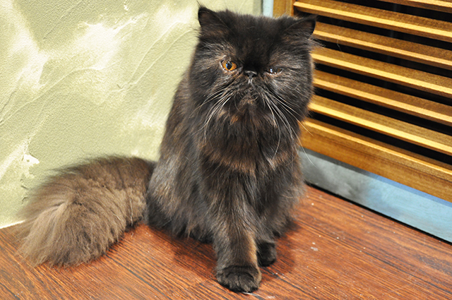 エキゾチックロングヘア 猫カフェ ミネット