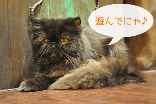 エキゾチックロングヘア 猫カフェ ミネット