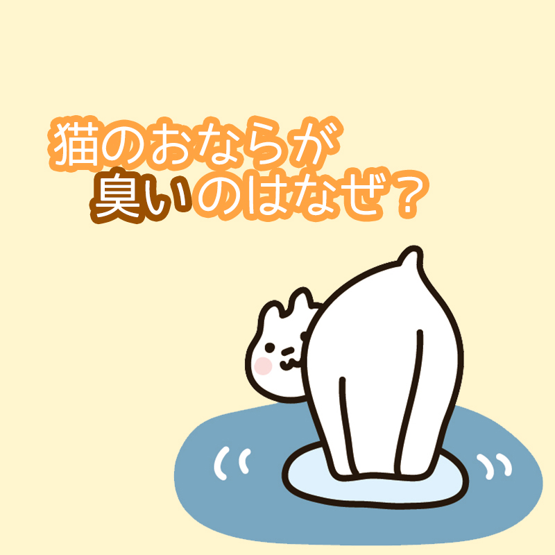 獣医師監修 猫のおならが臭いのはなぜ 音がする時や臭い時は病気