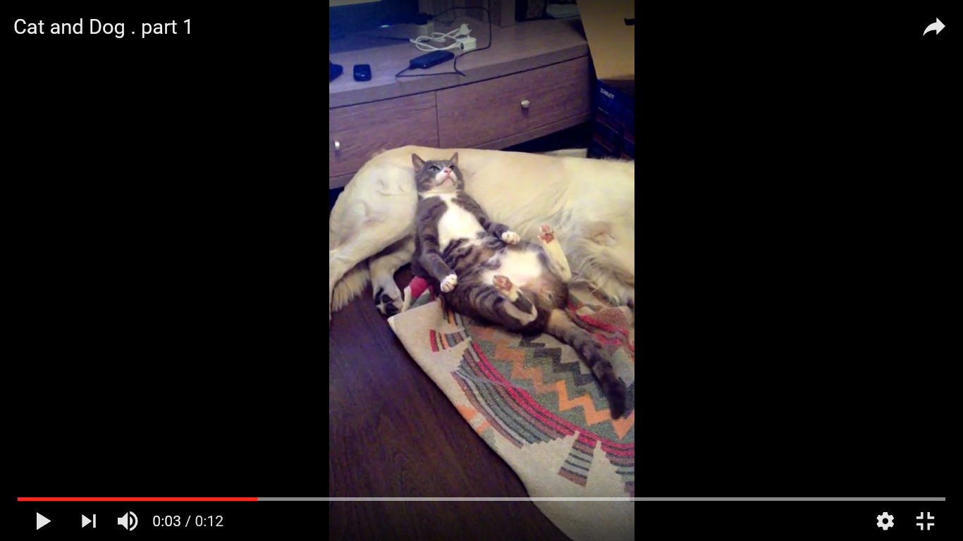 猫 犬 動画
