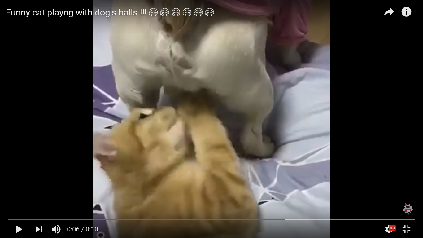 猫 面白動画