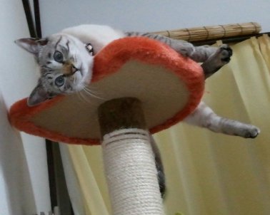 猫 遊び