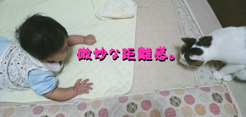 猫 赤ちゃん 子守り