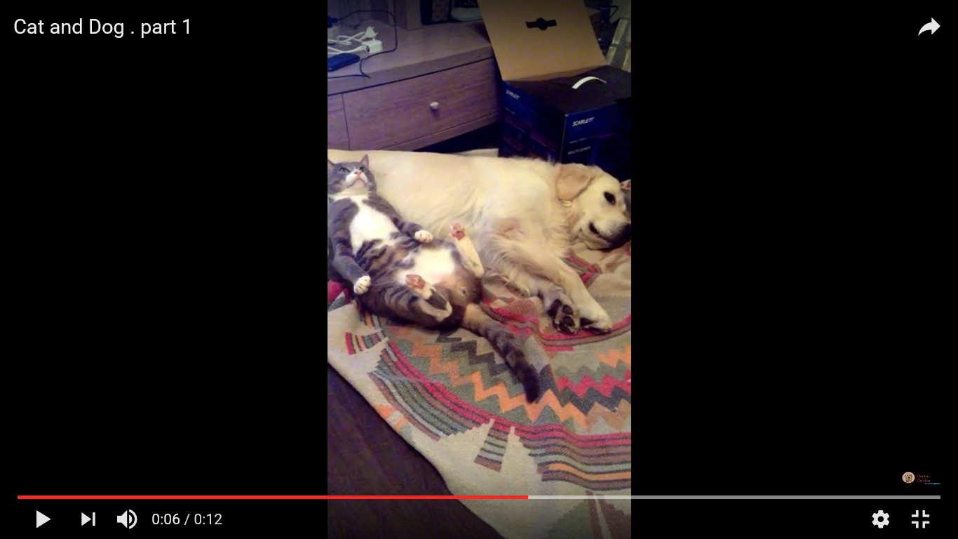 猫 犬 動画