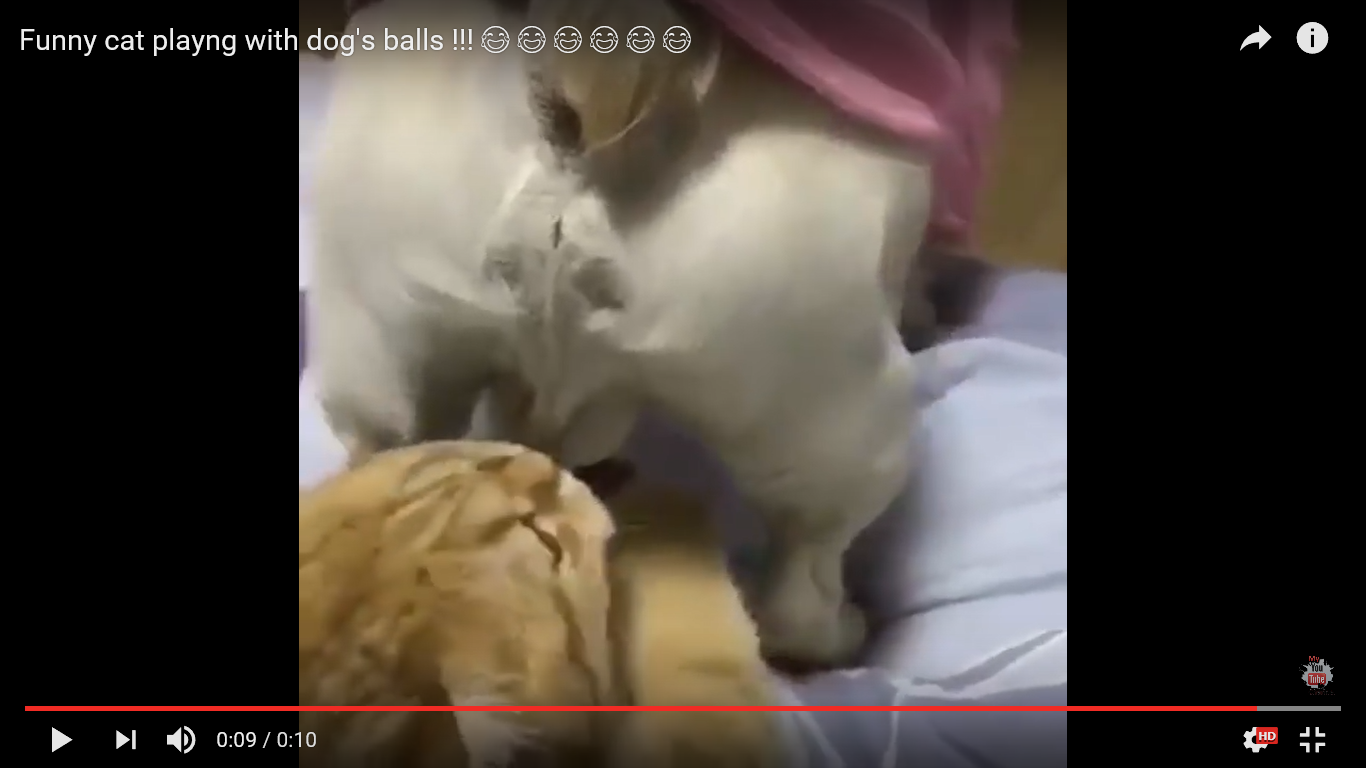 猫 面白動画