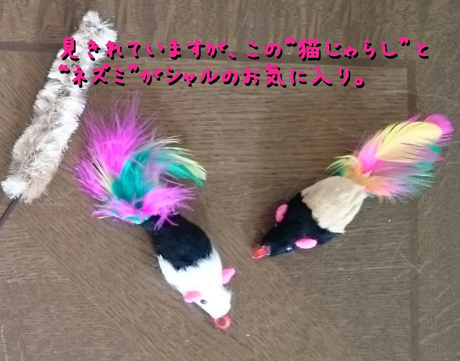 猫 遊び