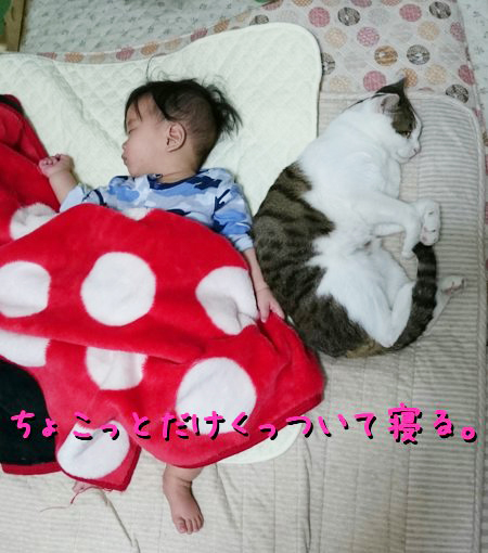 猫 赤ちゃん 子守り