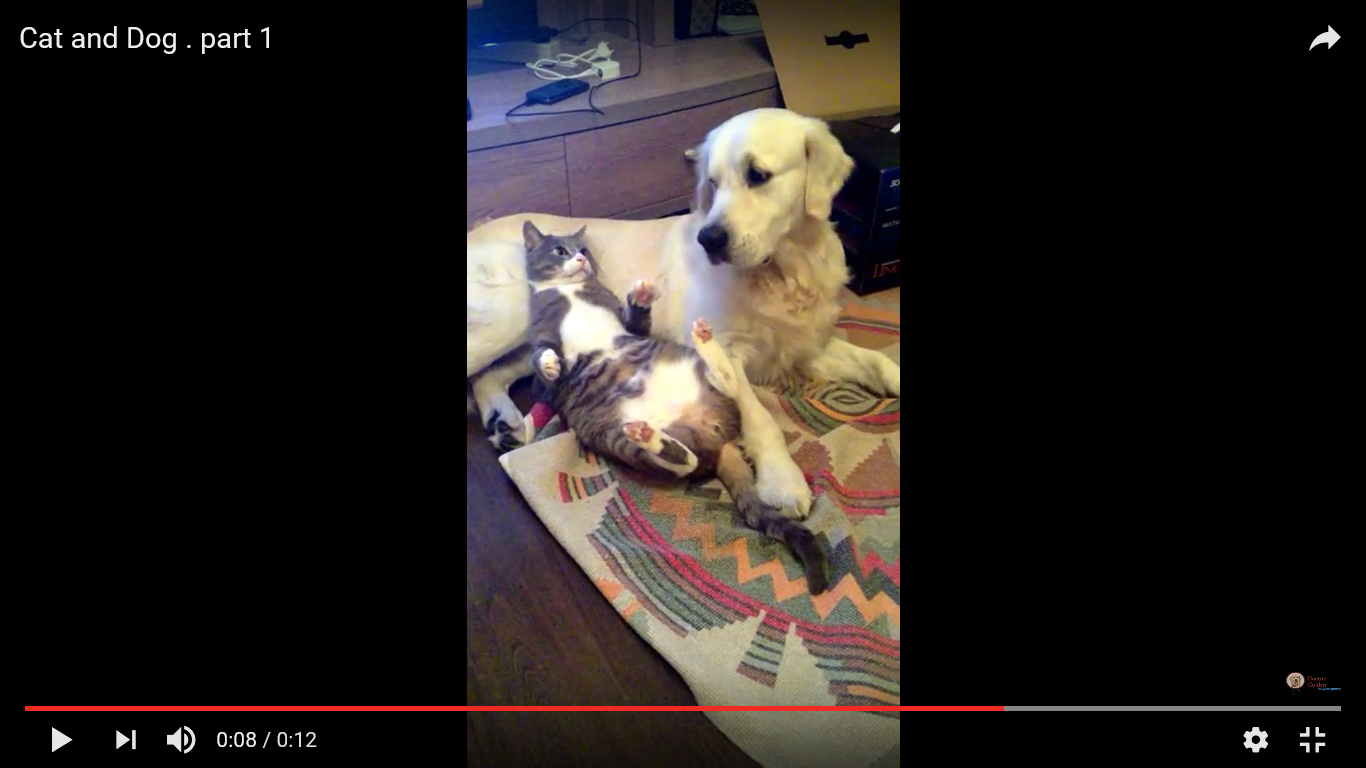 猫 犬 動画