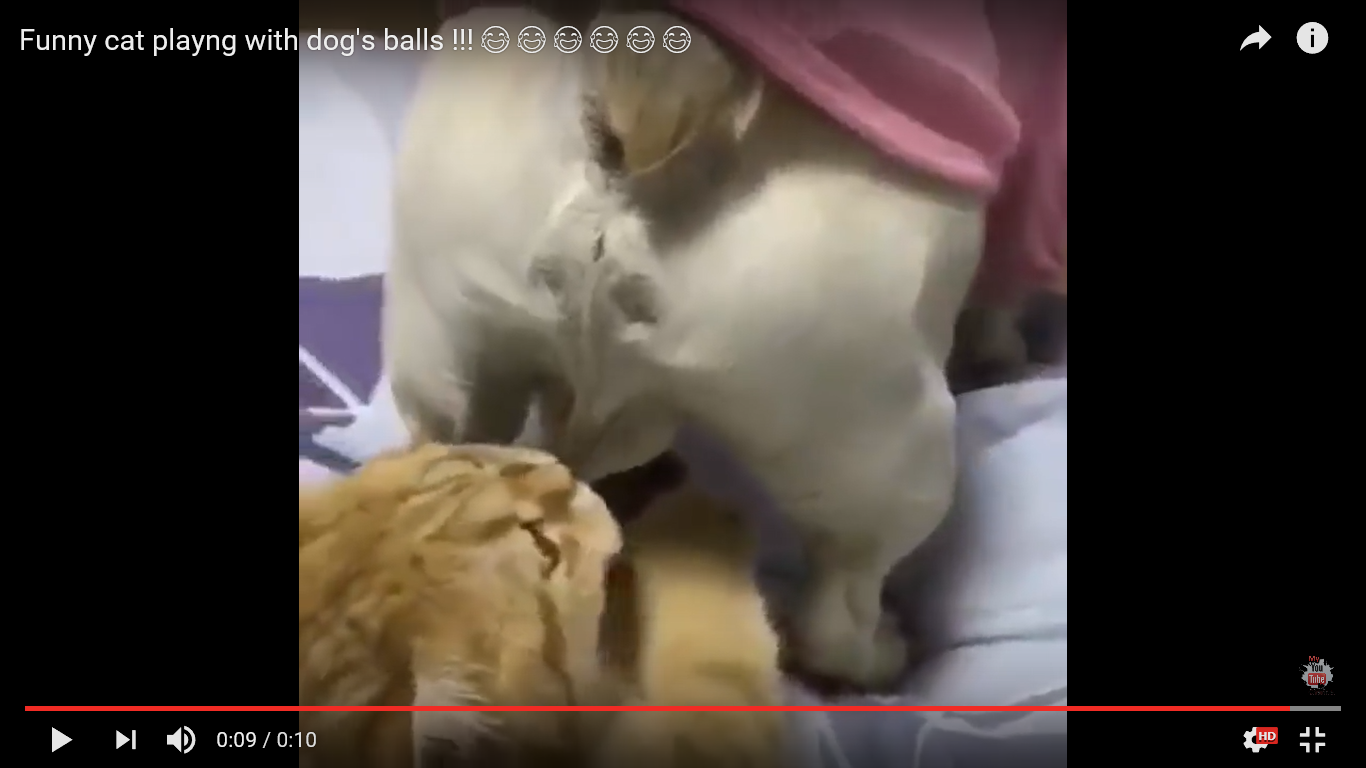 猫 面白動画
