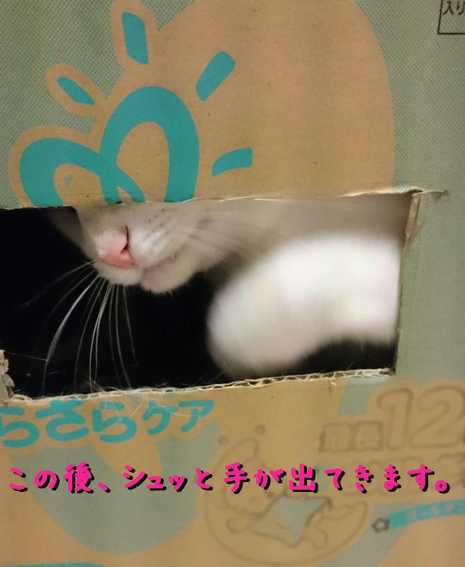 猫 遊び