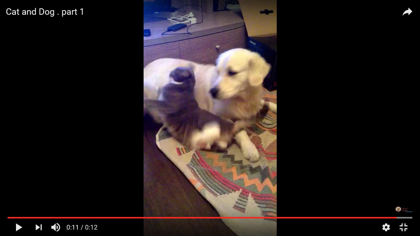 猫 犬 動画